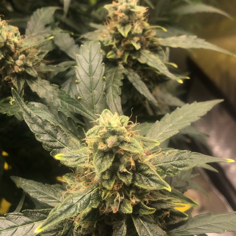 Big bud growlog timeline photo