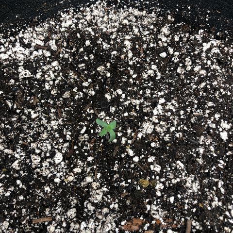 Strawberry cough T-2-4 growlog timeline photo