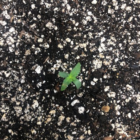 Strawberry cough T-2-4 growlog timeline photo