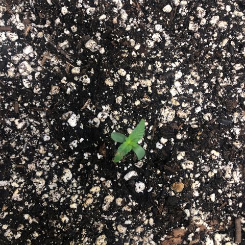 Strawberry cough T-2-4 growlog timeline photo