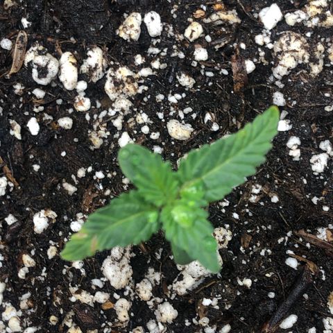 Strawberry cough T-2-4 growlog timeline photo