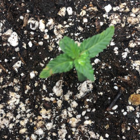 Strawberry cough T-2-4 growlog timeline photo
