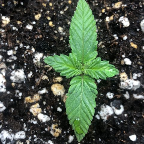 Strawberry cough T-2-4 growlog timeline photo