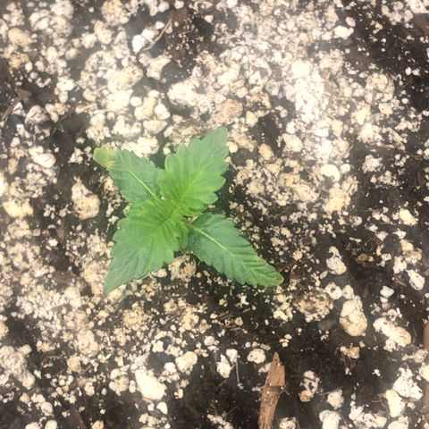Strawberry cough T-2-4 growlog timeline photo