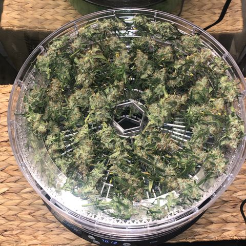 Big bud growlog timeline photo
