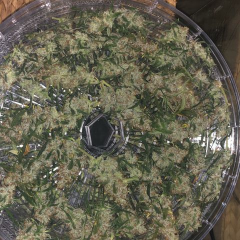 Big bud growlog timeline photo