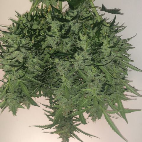 Big bud growlog timeline photo