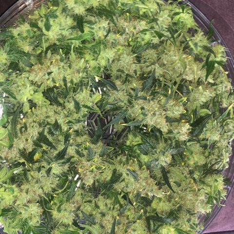 Big bud growlog timeline photo