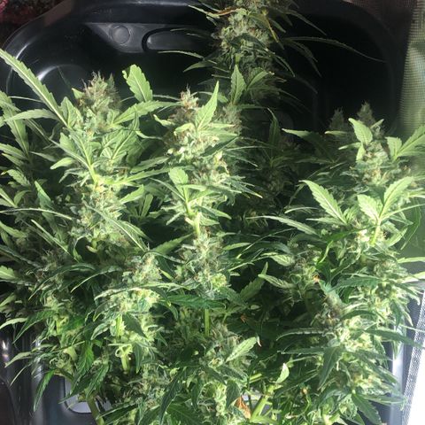 Big bud growlog timeline photo