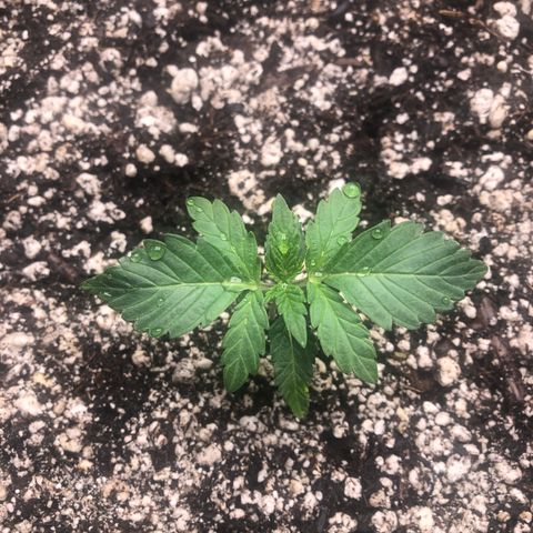 Strawberry cough T-2-4 growlog timeline photo