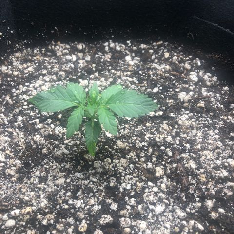 Strawberry cough T-2-4 growlog timeline photo