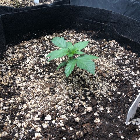 Strawberry cough T-2-4 growlog timeline photo