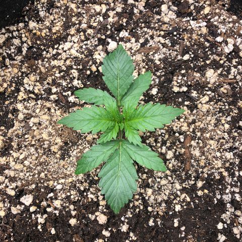 Strawberry cough T-2-4 growlog timeline photo