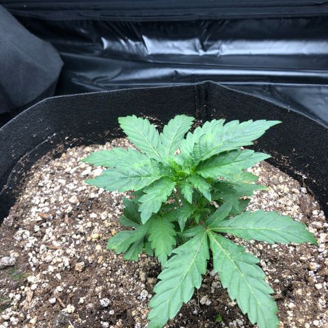 Strawberry cough T-2-4 growlog timeline photo