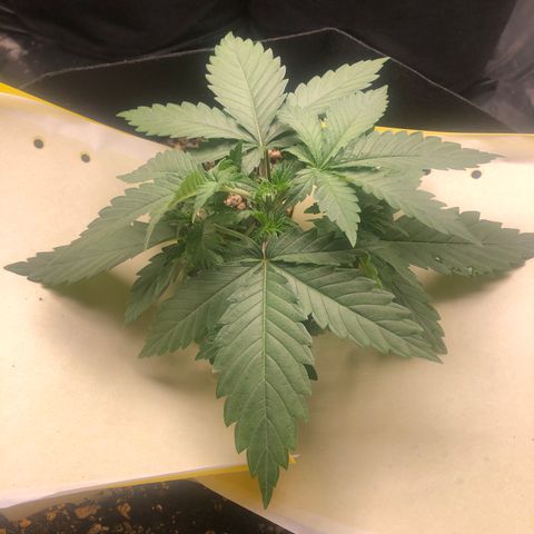 Strawberry cough T-2-4 growlog timeline photo
