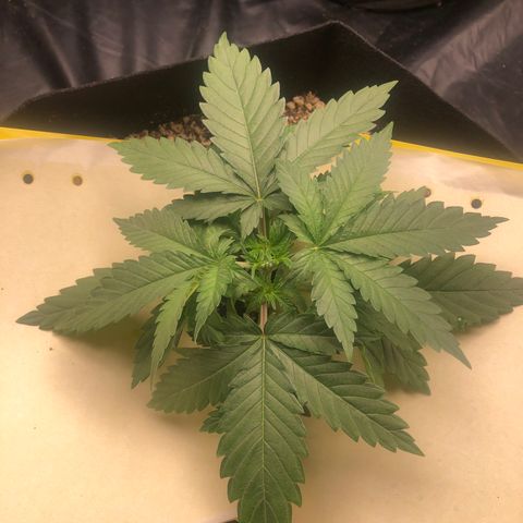 Strawberry cough T-2-4 growlog timeline photo