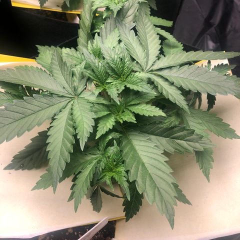 Strawberry cough T-2-4 growlog timeline photo