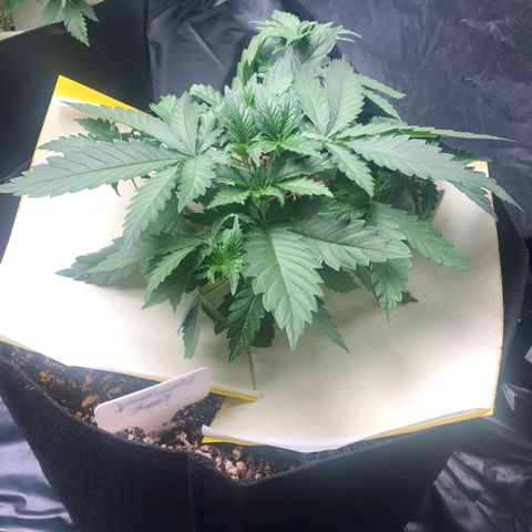 Strawberry cough T-2-4 growlog timeline photo