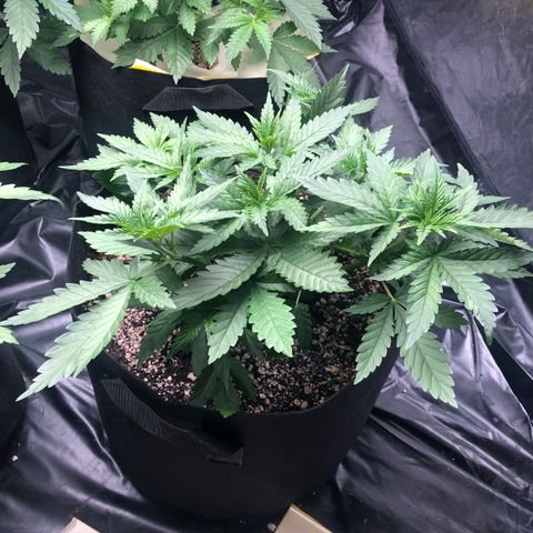 Strawberry cough T-2-4 growlog timeline photo