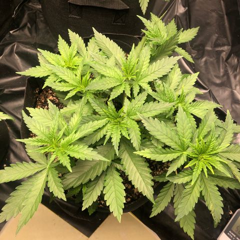 Strawberry cough T-2-4 growlog timeline photo