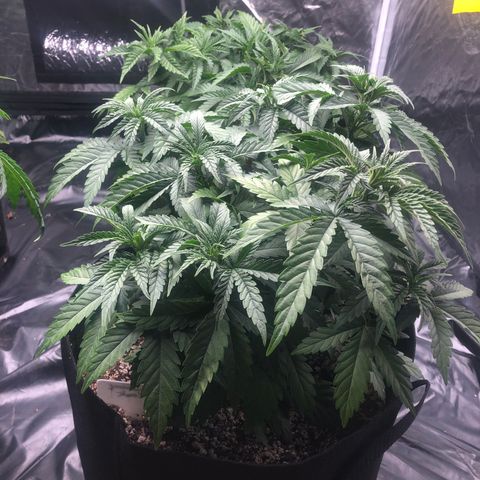 Strawberry cough T-2-4 growlog timeline photo