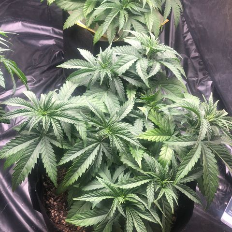 Strawberry cough T-2-4 growlog timeline photo