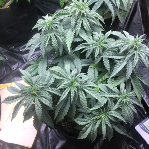 Strawberry cough T-2-4 growlog timeline photo