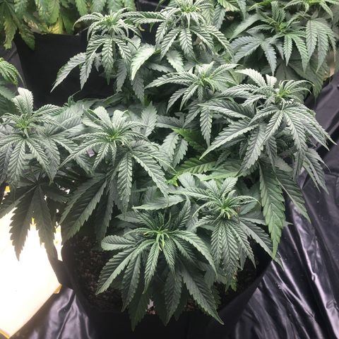 Strawberry cough T-2-4 growlog timeline photo