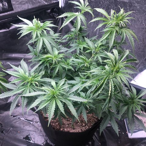 Strawberry cough T-2-4 growlog timeline photo