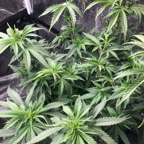 Strawberry cough T-2-4 growlog timeline photo