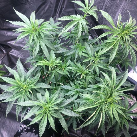 Strawberry cough T-2-4 growlog timeline photo