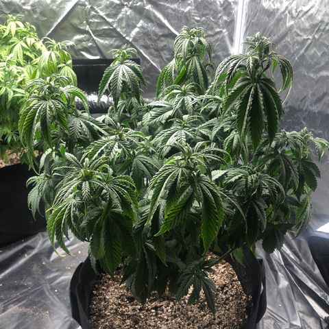 Strawberry cough T-2-4 growlog timeline photo