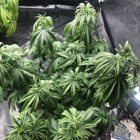 Strawberry cough T-2-4 growlog timeline photo
