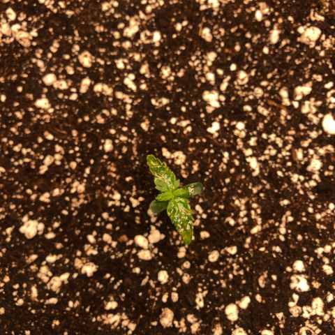 Big bud  growlog timeline photo