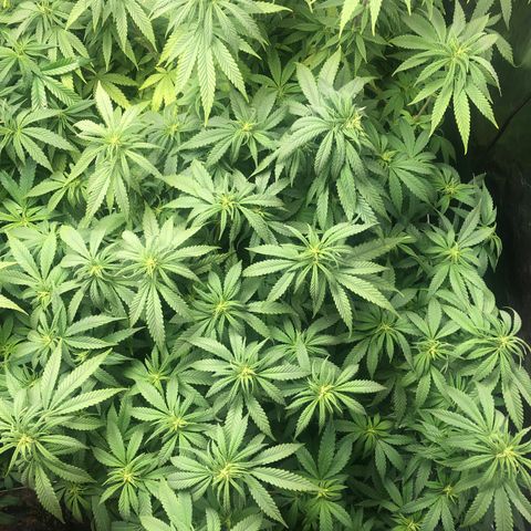 Strawberry cough T-2-4 growlog timeline photo