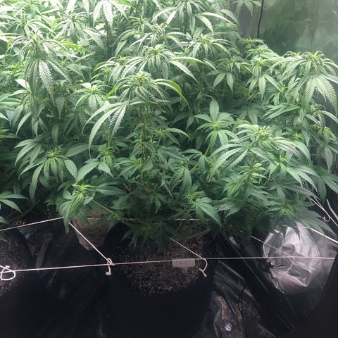 Strawberry cough T-2-4 growlog timeline photo