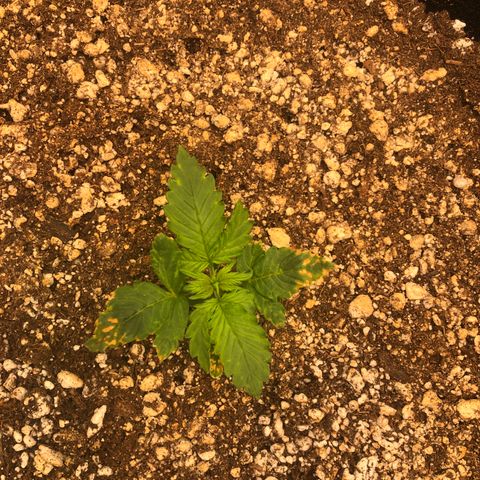Big bud  growlog timeline photo