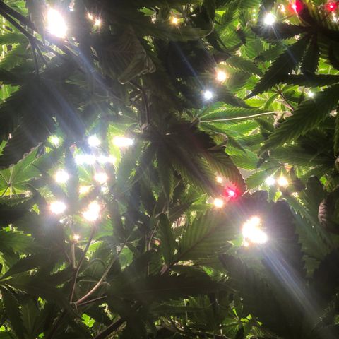 Big bud growlog timeline photo