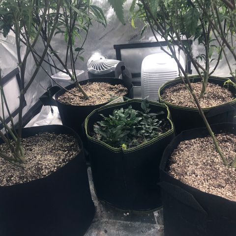 Big bud growlog timeline photo