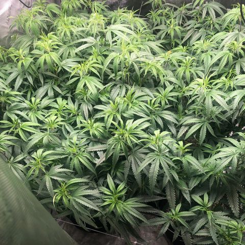 Big bud growlog timeline photo
