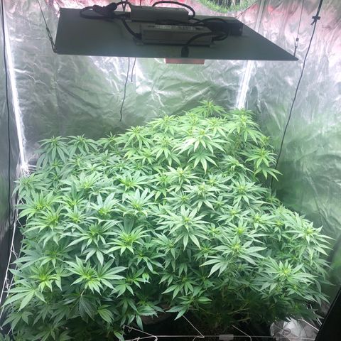 Strawberry cough T-2-4 growlog timeline photo