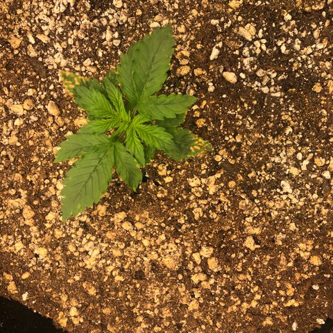 Big bud  growlog timeline photo