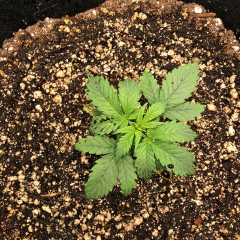 Big bud  growlog timeline photo