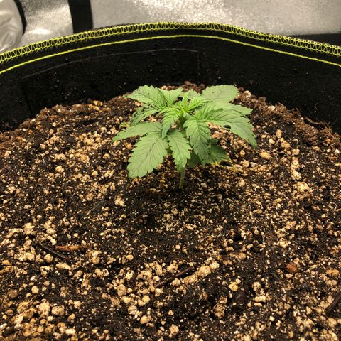 Big bud  growlog timeline photo