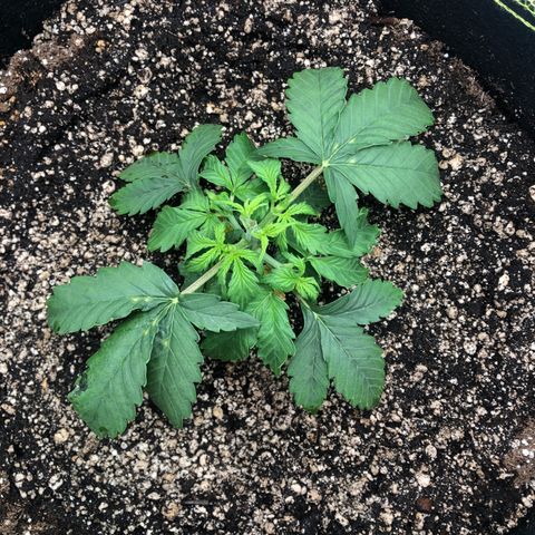 Big bud  growlog timeline photo