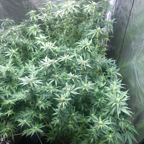 Strawberry cough T-2-4 growlog timeline photo