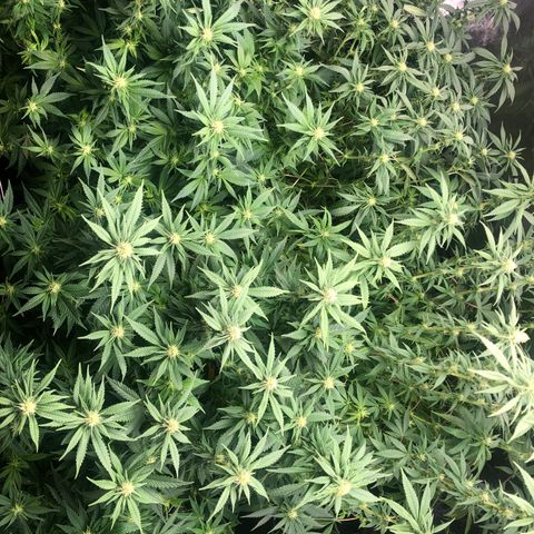 Strawberry cough T-2-4 growlog timeline photo