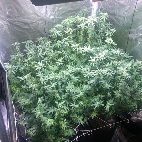 Strawberry cough T-2-4 growlog timeline photo