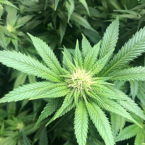 Strawberry cough T-2-4 growlog timeline photo