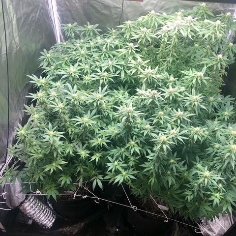 Strawberry cough T-2-4 growlog timeline photo